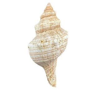 Natural Seashell Afer Iansbergisi Gastropod Striated 3.75 Inch Harvested 1980s